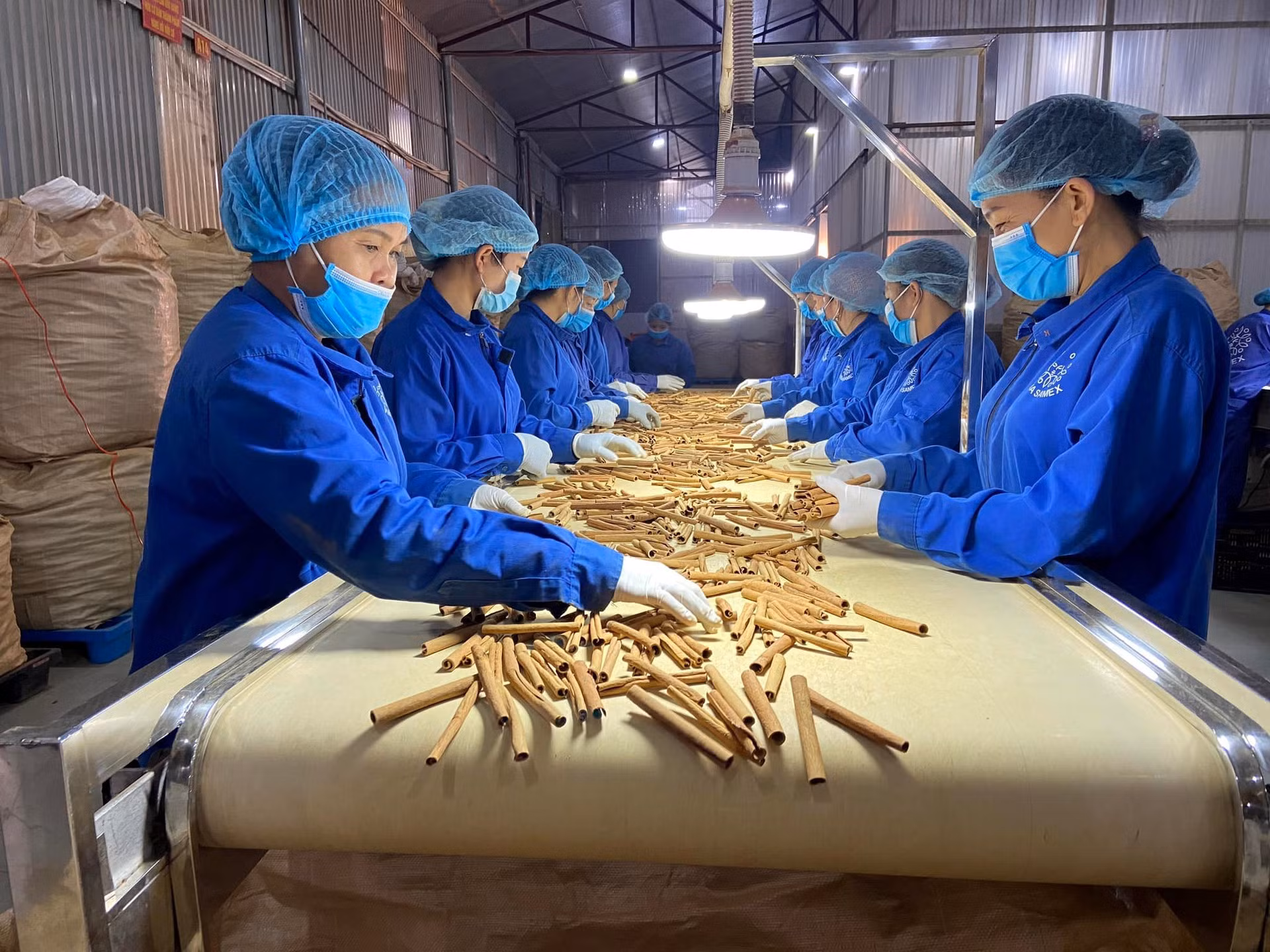 Việt Nam hiện là quốc gia sản xuất quế đứng thứ 3 trên thế giới -0