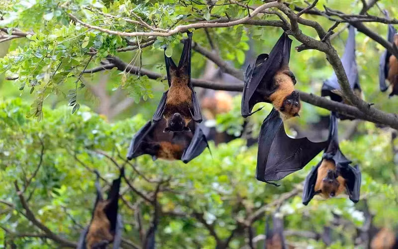 TP Hồ Chí Minh giám sát 24/24h người nhập cảnh để phát hiện sớm bệnh do virus Nipah -0