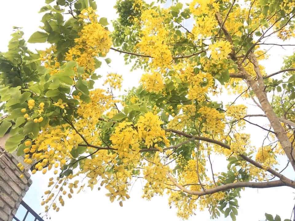 Hoa Osaka đỏ cao nguyên trắng -0