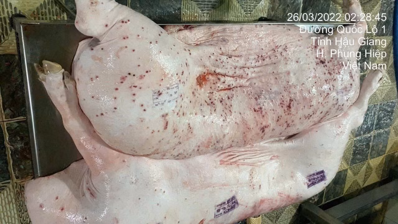 Ông lớn chăn nuôi C.P phản hồi gì trước thông tin tố trà trộn lợn bệnh bán ra thị trường? -0