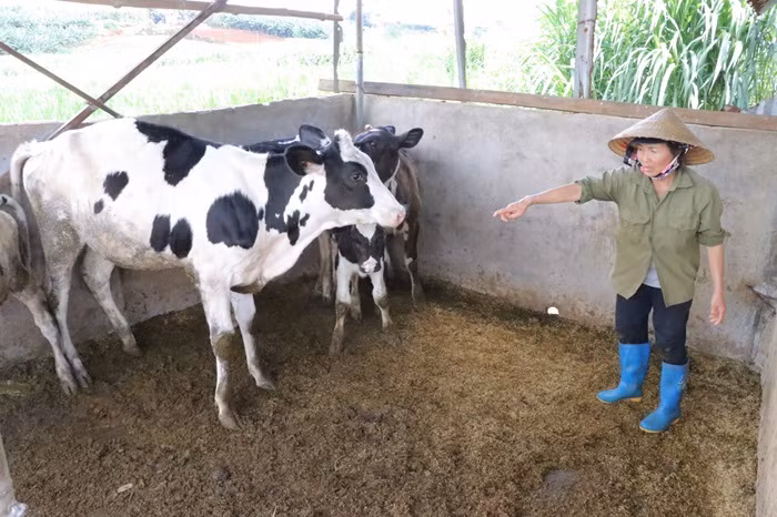 Bò sữa sau khi tiêm vắc xin tiếp tục chết hàng loạt -0