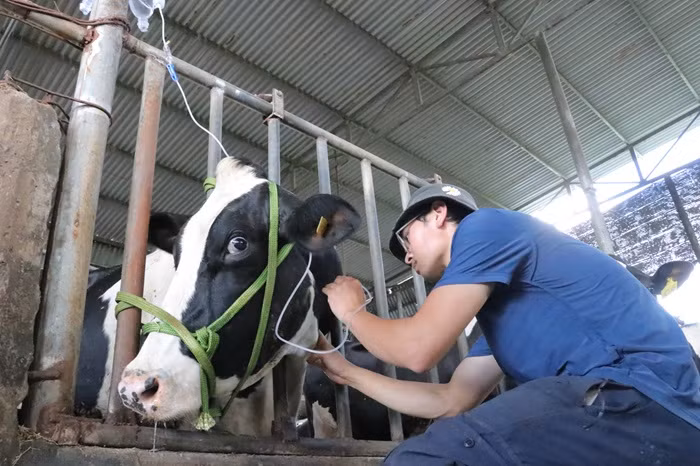 Bò sữa sau khi tiêm vắc xin tiếp tục chết hàng loạt -0