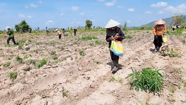 Cần đảm bảo quyền lợi cho người dân bị ủi đất, chặt phá cây trồng