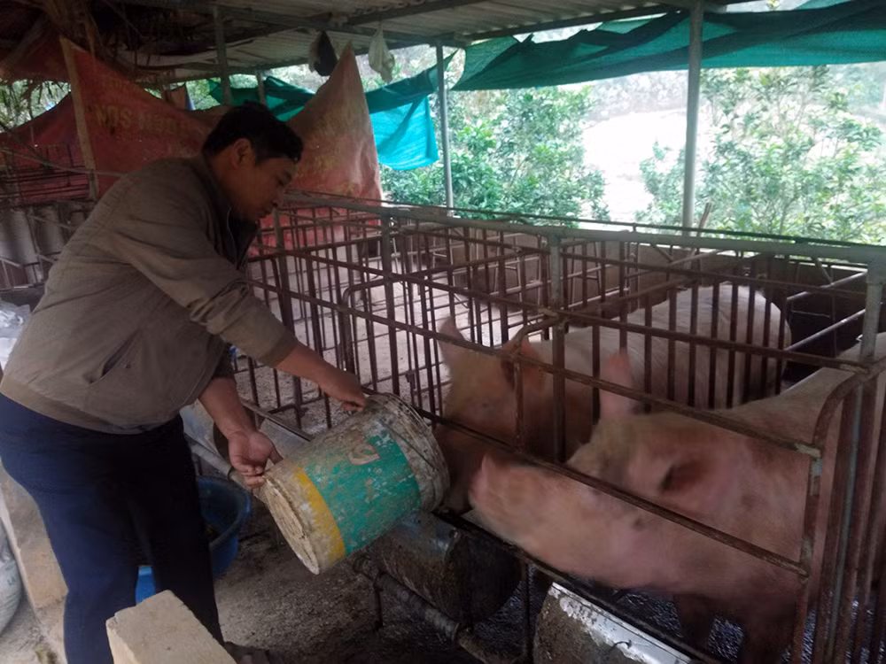 anh bàn văn sơn làm chủ cơ sở kinh doanh lợn bản.jpg -0