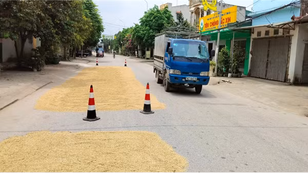 Nguy cơ tai nạn giao thông khi người dân phơi lúa trên mặt đường
