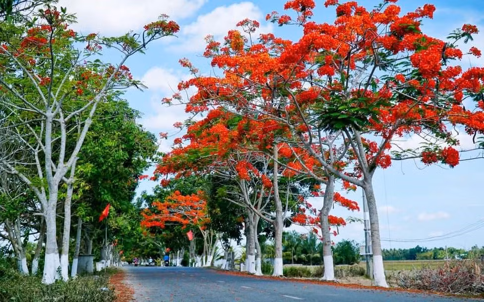 Hải Phòng - thành phố của hoa -0