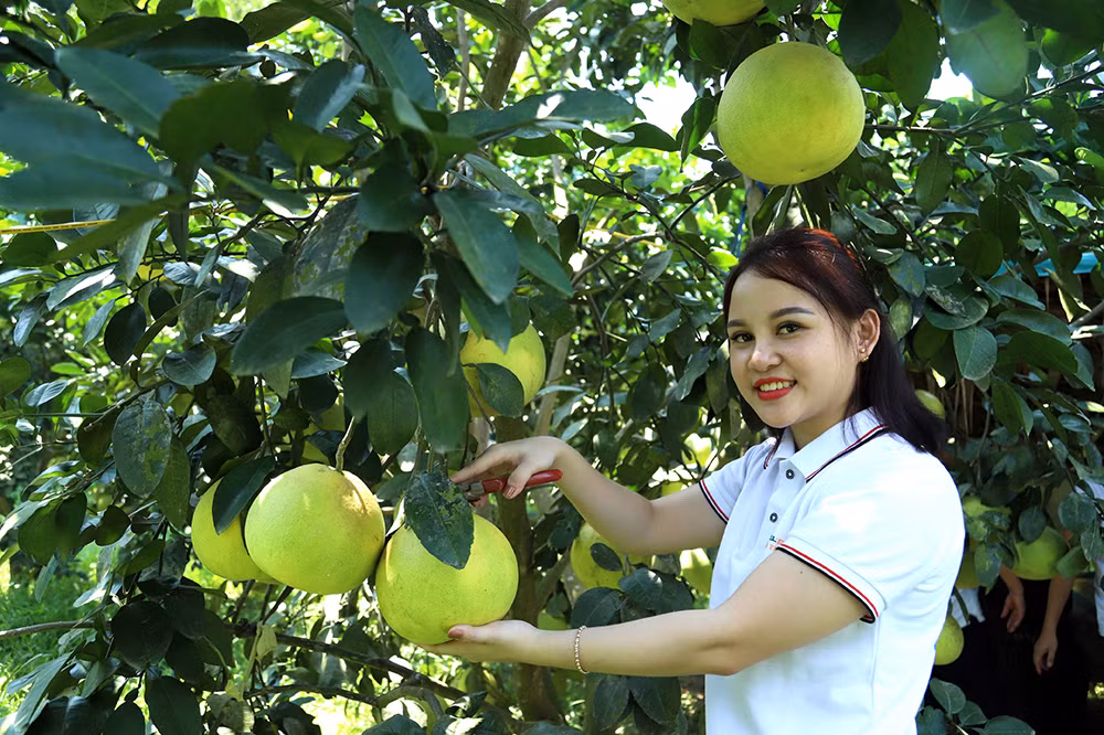 Về nơi thủ phủ dó trầm -0