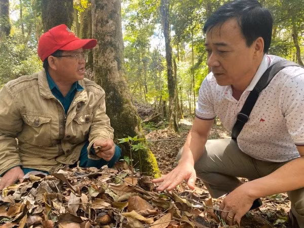 Chuyện làm giàu trên đỉnh Ngọc Linh -0