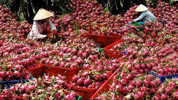 Lời cảnh tỉnh cho nông sản xuất khẩu