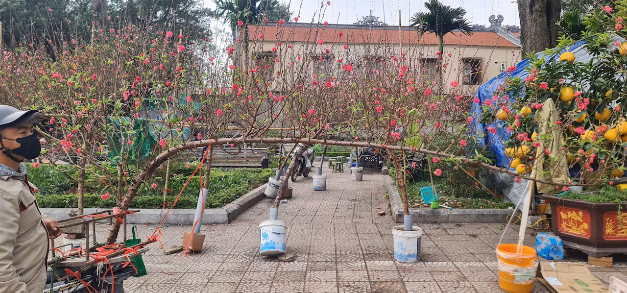 Thị trường cây cảnh giảm giá để hút khách -0