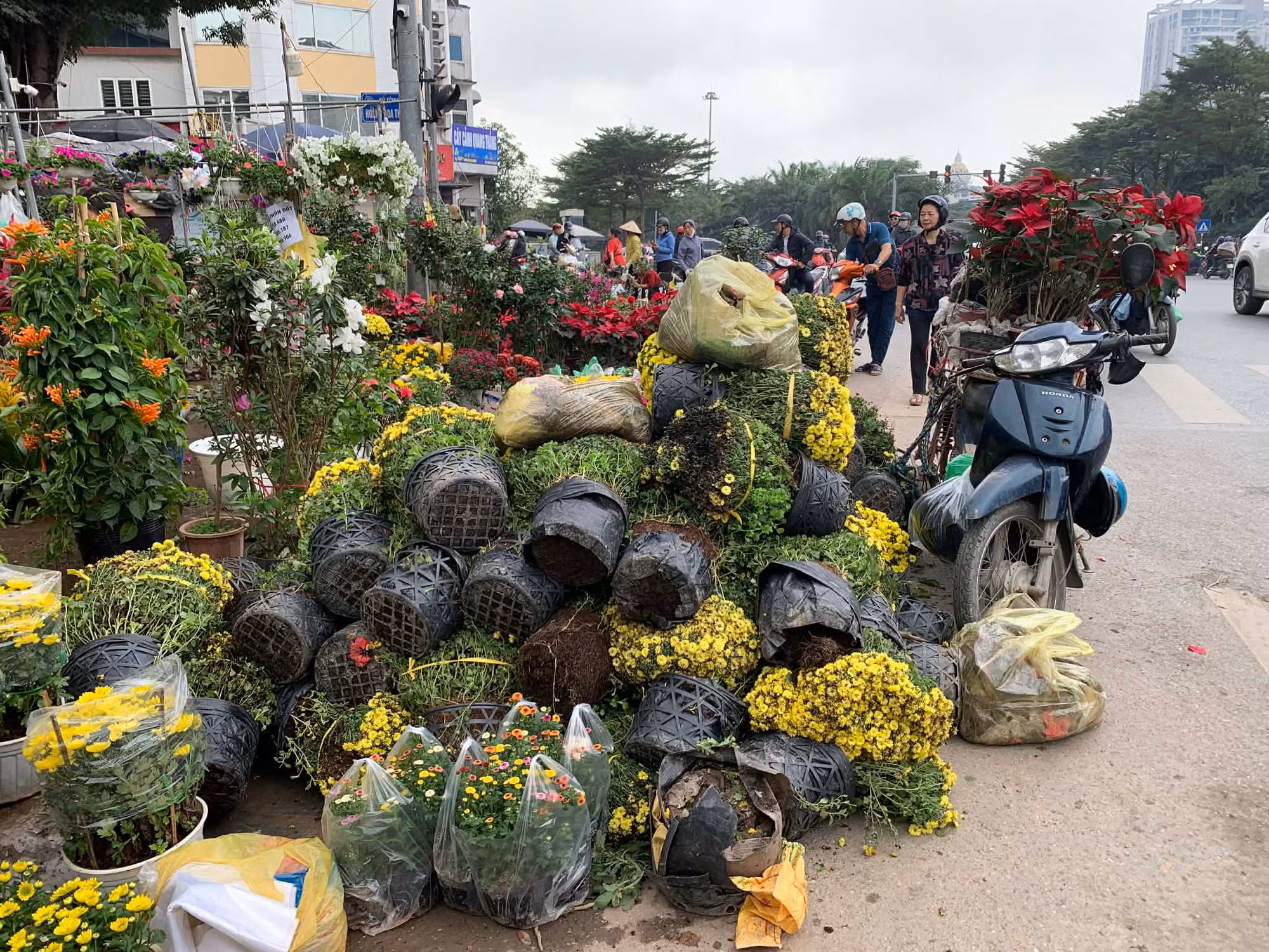 Thị trường cây cảnh giảm giá để hút khách -0