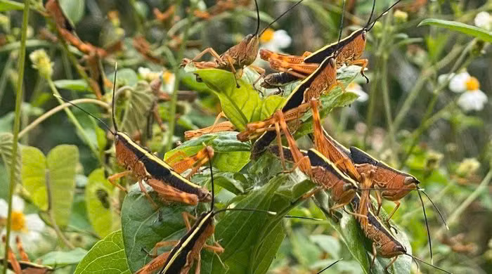 12 tỉnh phía Bắc được cảnh báo nạn châu chấu gây hại cây trồng -0