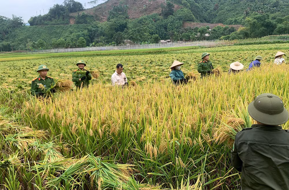 1.niềm vui một vụ mùa bội thu được nhân lên khi cbcs xuống đồng giúp dân..jpg -0