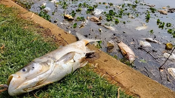 Cá ngoi kín mặt nước để thở rồi chết la liệt ở hồ Xuân Hương