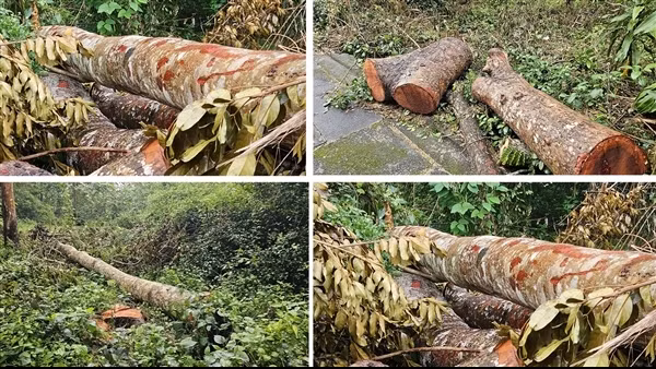 Tin thêm vụ hàng chục cây xà cừ bị đốn hạ ở công viên văn hoá hồ nước ngọt