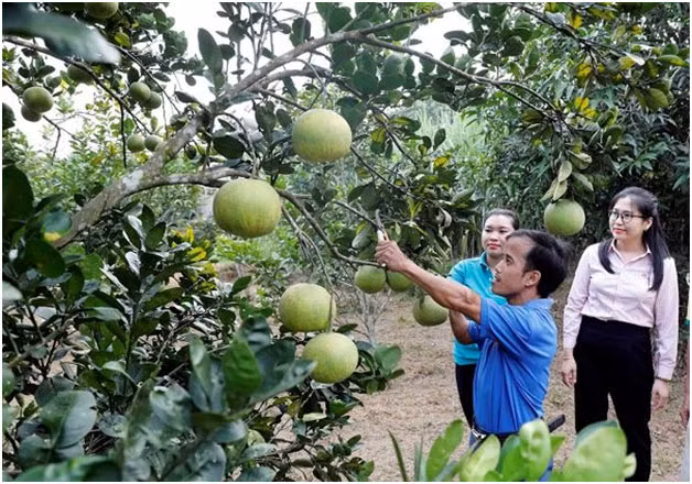 Vốn tín dụng chính sách xã hội góp phần giảm nghèo, thoát bẫy “tín dụng đen” -0