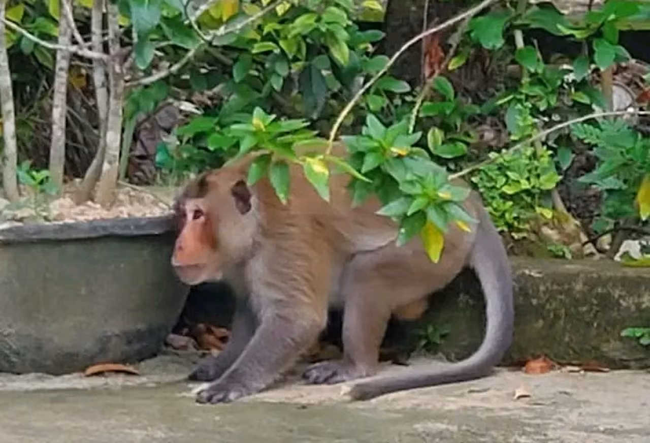 Bắt khỉ hoang liên tục tấn công người lạ -0