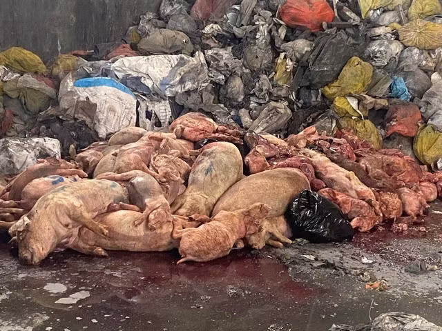 TP Hồ Chí Minh: Liên tiếp phát hiện, tiêu hủy hàng tấn sản phẩm động vật không rõ nguồn gốc -0