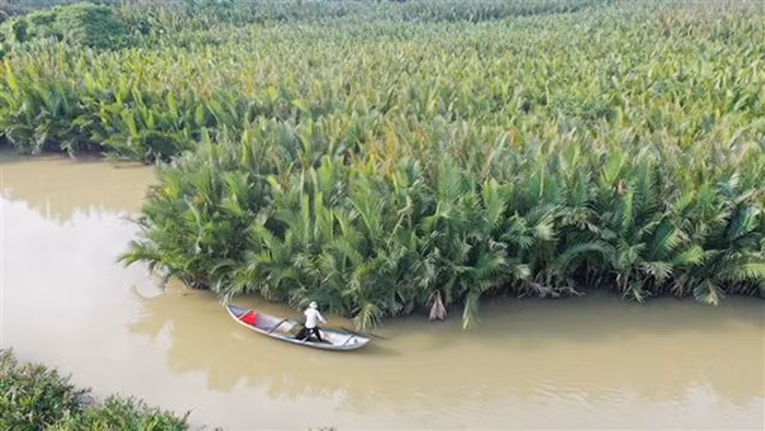 Quảng Ngãi bảo tồn, khai thác bền vững rừng dừa nước -0