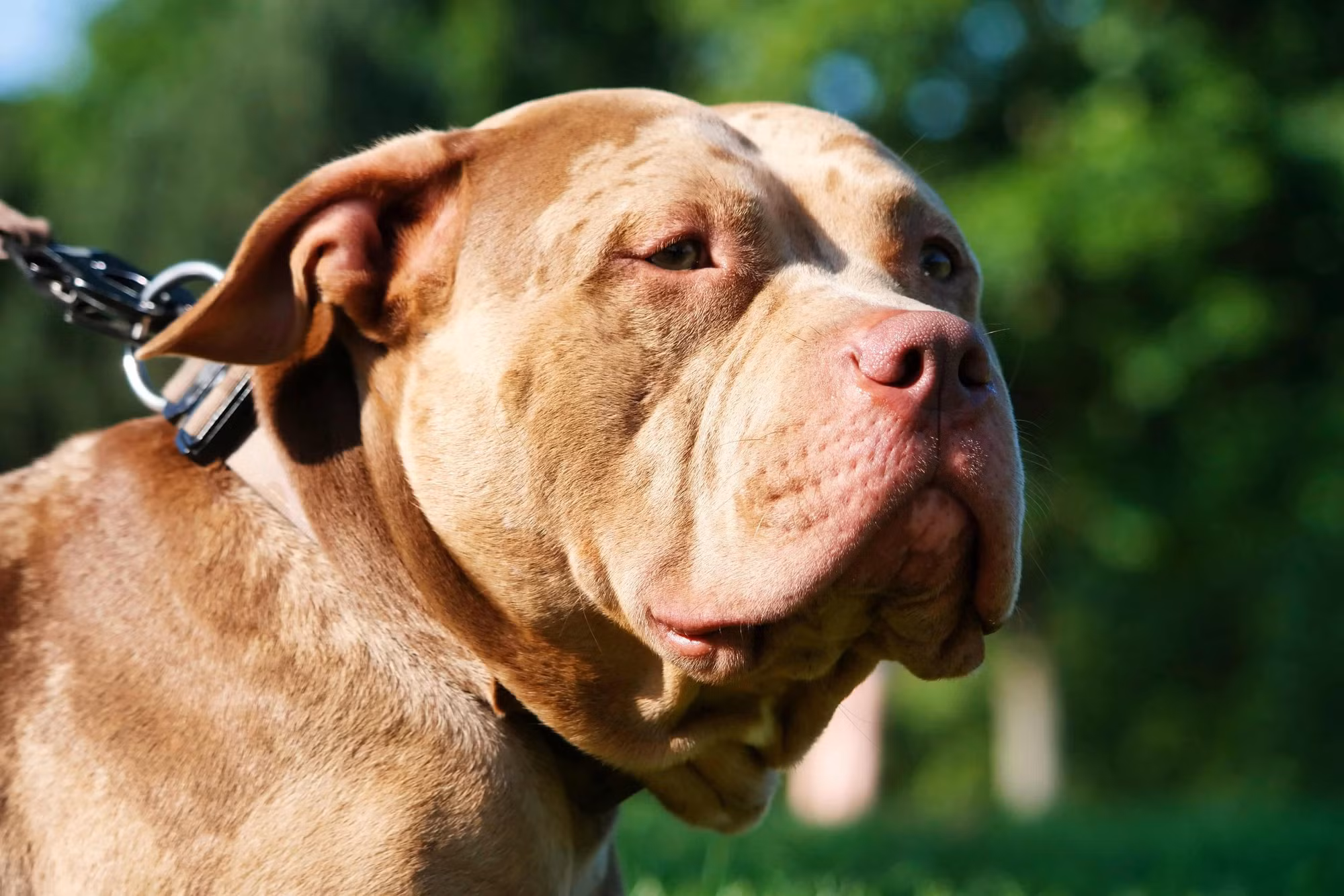 Chó Pitbull gạt nhầm cò súng,&nbsp;bắn trúng chủ -0