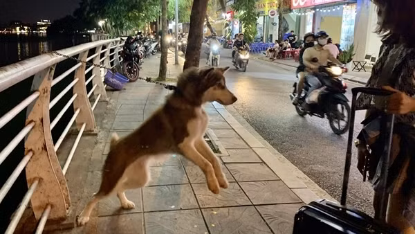 Những cái chết thương tâm vì bệnh dại