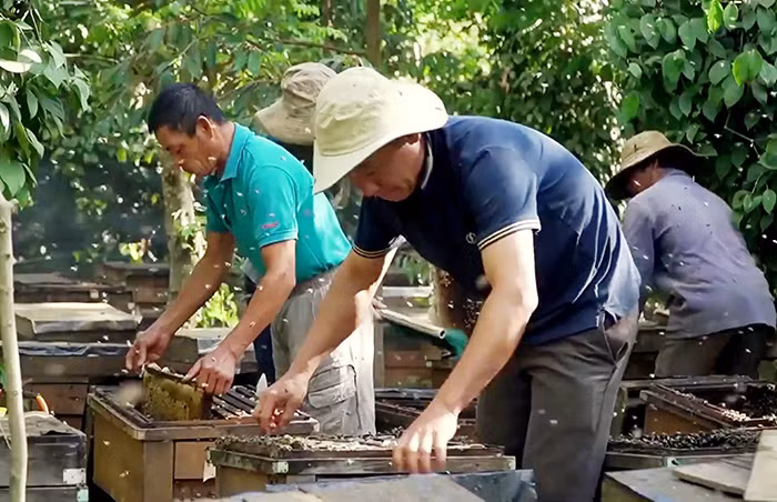 Đời thiên di theo mùa ong lấy mật -0