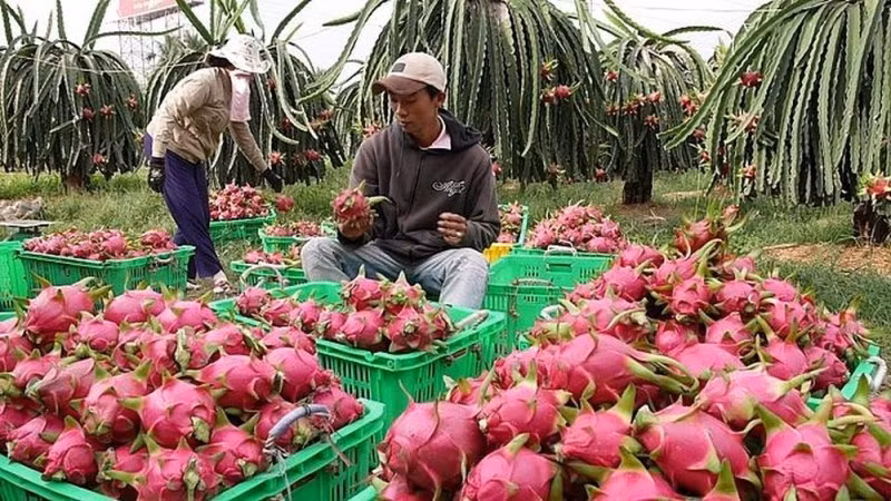 Cần chuẩn hóa vấn đề chất lượng nông sản xuất khẩu sang Trung Quốc -0