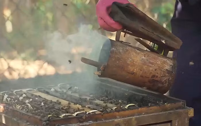 Đời thiên di theo mùa ong lấy mật -0