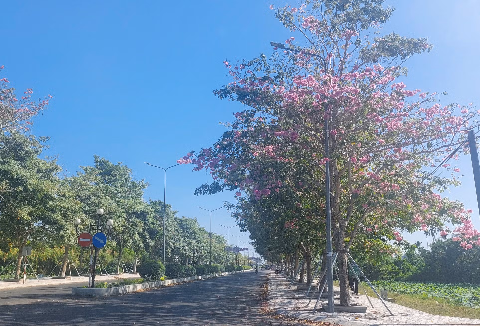 Đường hoa kèn hồng độc nhất ở Sóc Trăng 