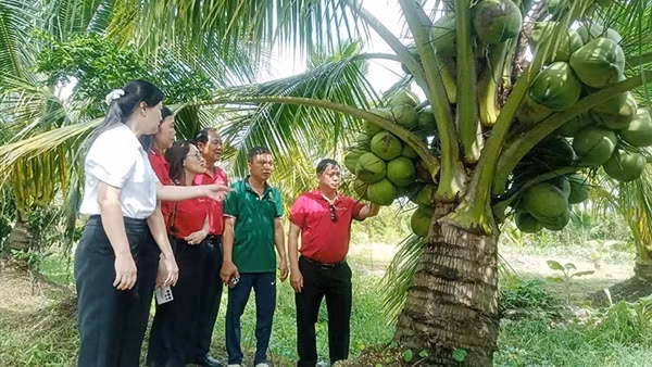 Agribank chi nhánh Trà Vinh đồng hành phát triển đặc sản Dừa sáp