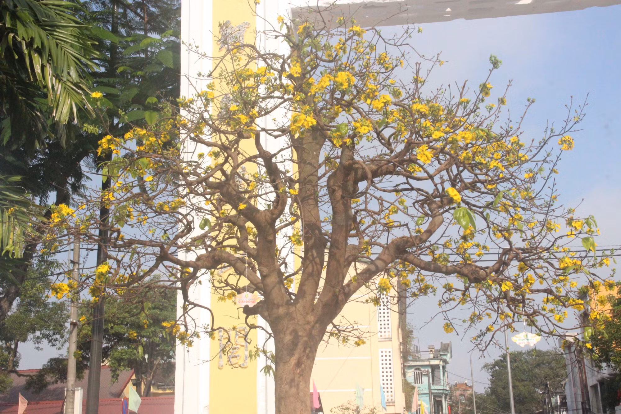 Chiêm ngưỡng tuyệt phẩm Hoàng mai của nghệ nhân xứ Huế -0