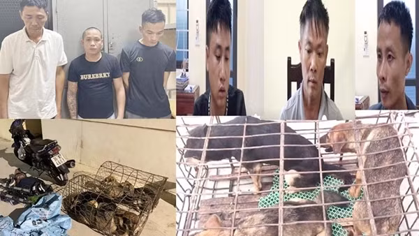 Nhóm "cẩu tặc" trộm gần 100 con chó