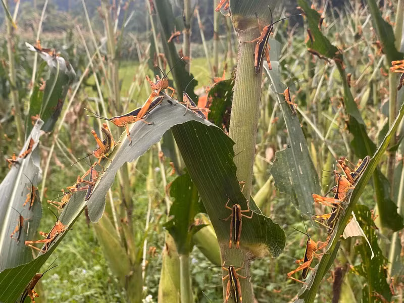  Không để châu chấu tre lưng vàng bùng phát trên diện rộng -0