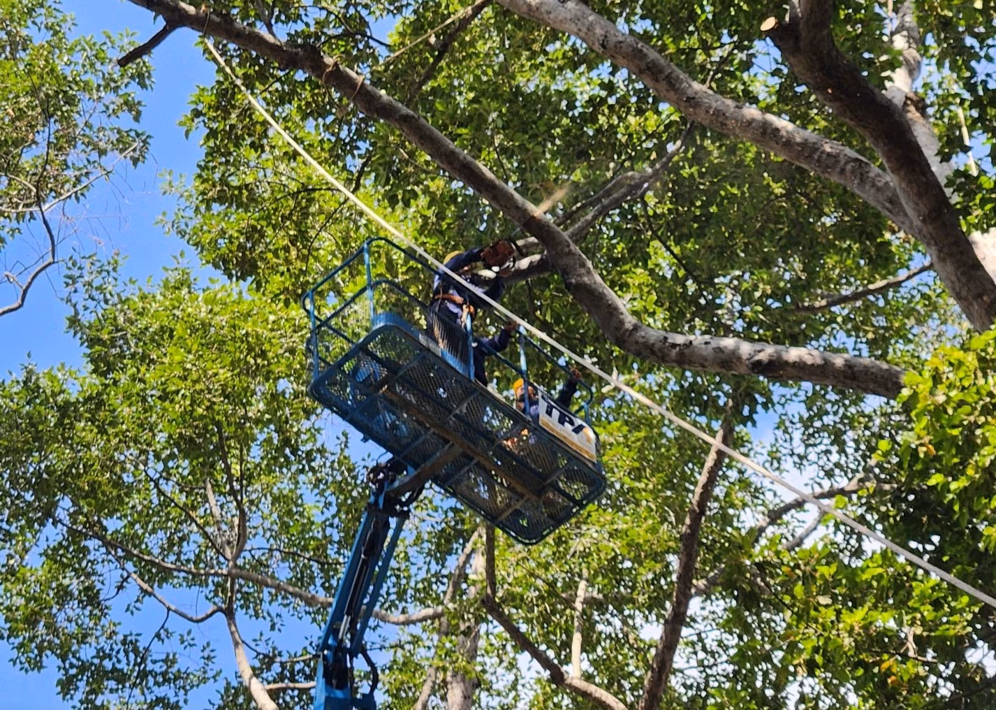 “Soi” cây xanh khiếm khuyết bằng flycam để tránh sự cố đáng tiếc -0