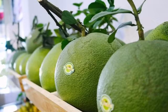 đằng sau thành công của việc trái bưởi việt nam đã được cấp phép xuất khẩu vào thị trường mỹ còn là câu chuyện của tư duy- ảnh cổng ttđt bộ công thương-jpg.jpg -0
