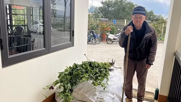 Ông lão 82 tuổi bí mật trồng 750 cây thuốc phiện cạnh nhà