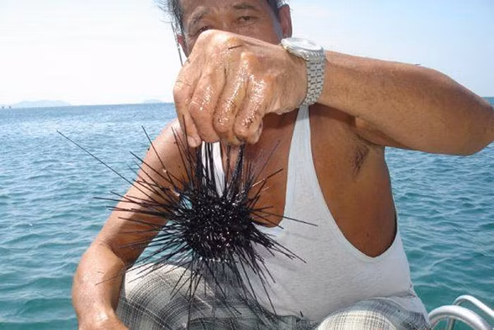 Châu Me mùa săn nhum biển -0
