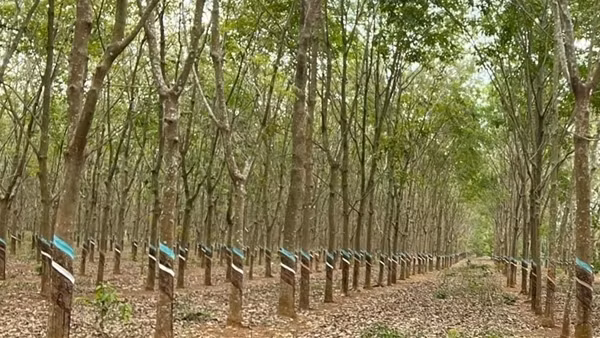 Nam thanh niên chết trong tư thế treo cổ ở vườn cao su