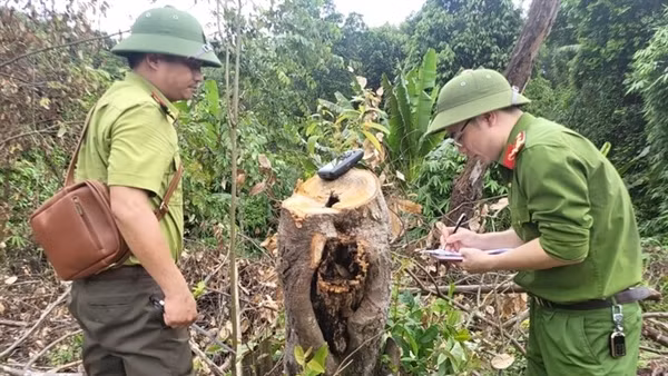 Tạm đình chỉ công tác Trưởng phòng Quản lý bảo vệ rừng Kẻ Gỗ