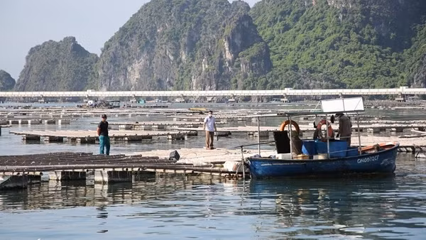 Chủ tịch phường “bảo kê” cho các hành vi xâm phạm vịnh Bái Tử Long