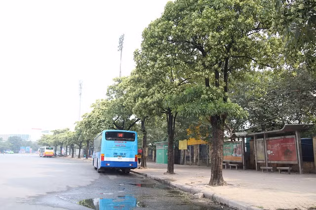 Hà Nội: Lấy ý kiến chuyên gia, cá nhân khi thay cây hoa sữa ở một số khu vực -0