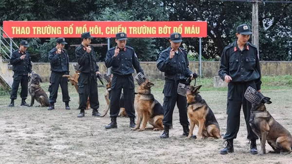 Bí mật của nghề huấn luyện cảnh khuyển