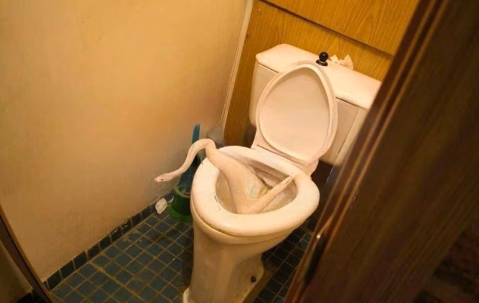Trăn nhà nuôi chui cống sang hàng xóm -0