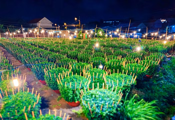 Trắng đêm mùa hoa Tết -0
