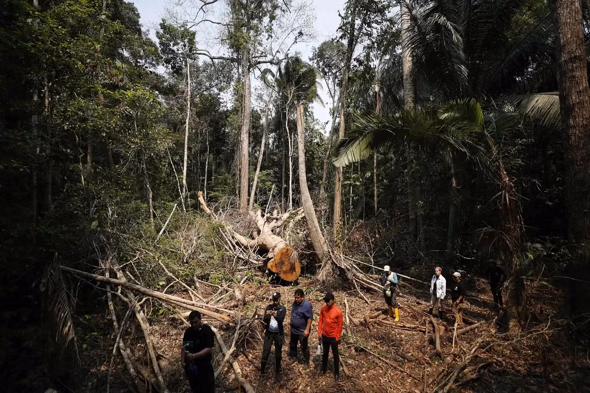 hi-n tru-ng do lâm t-c gây ra - trong r-ng amazon t-i peru.jpg -0