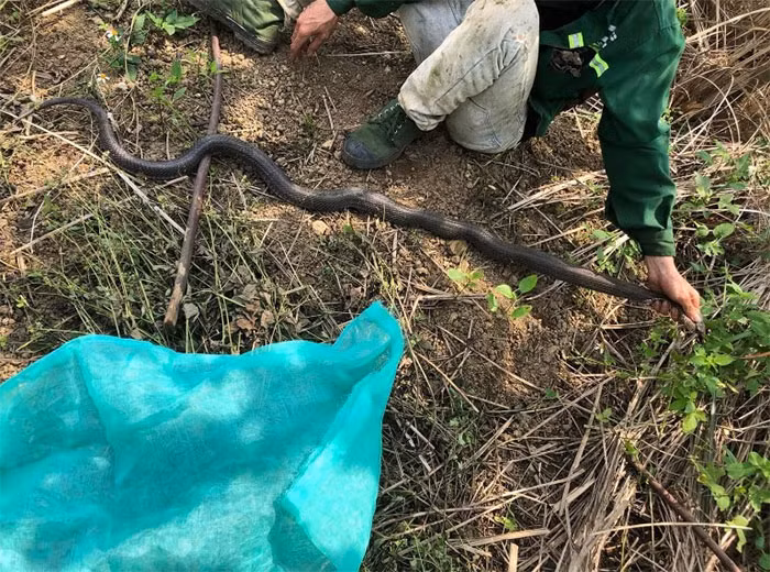 Vì sao vẫn chết vì... rắn độc? -0