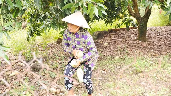 Nông dân lao đao vì bán cân xoài không mua nổi cốc trà đá