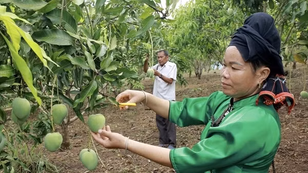 Xoài Sơn La – lại chuyện “được mùa mất giá”