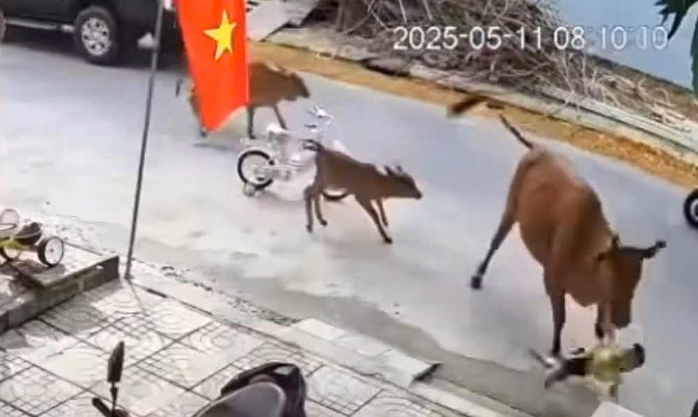 Đà Nẵng: Cháu bé bị bò thả rông húc ngã trên đường, chính quyền vào cuộc -0