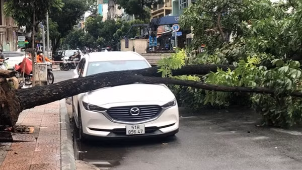 Siêu âm cho cây xanh để giảm thiểu nguy cơ ngã, đổ vào mùa mưa